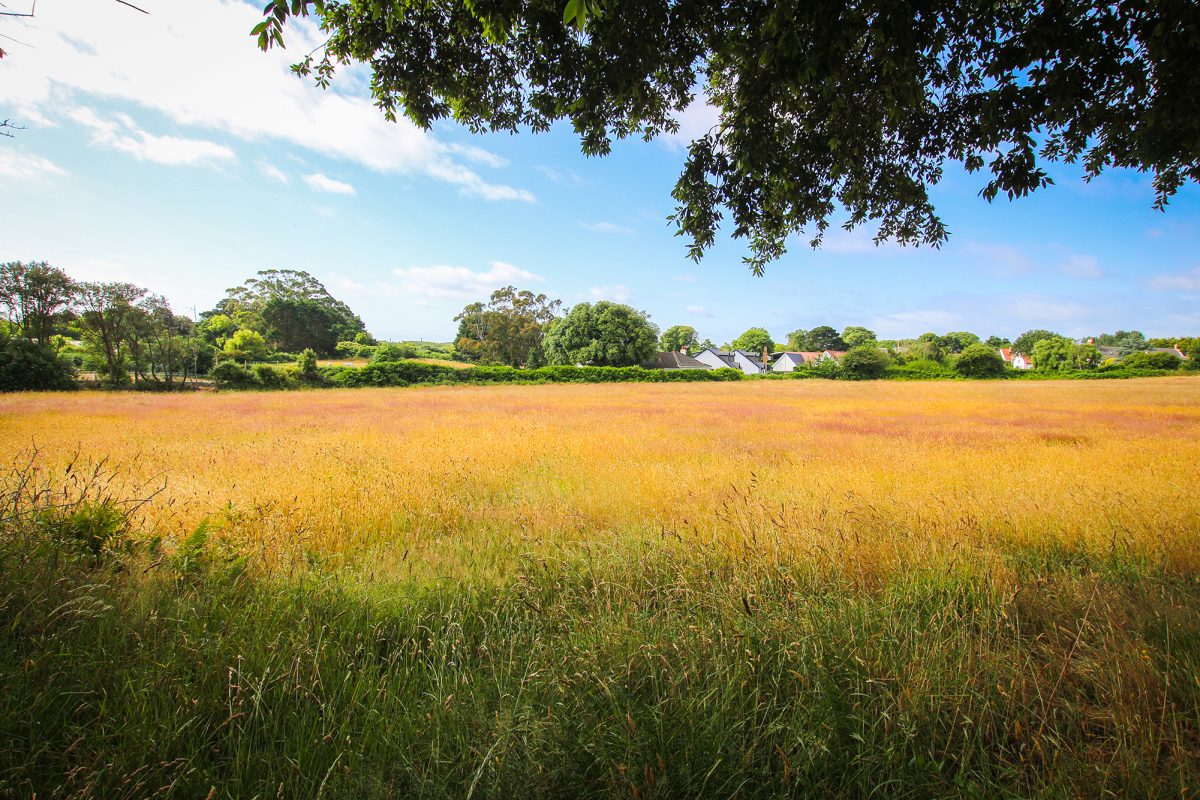 Field at Effards Road