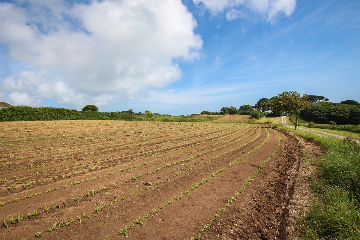 Field at Rue des Clotures