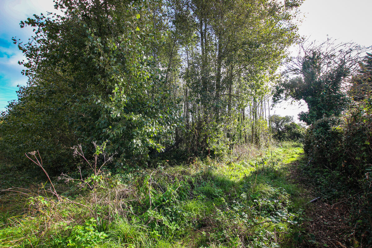 Field at Rue Cohu